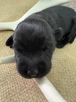 Ash , a male Labrador Retriever for sale in Centralia, IL – 2 of 7