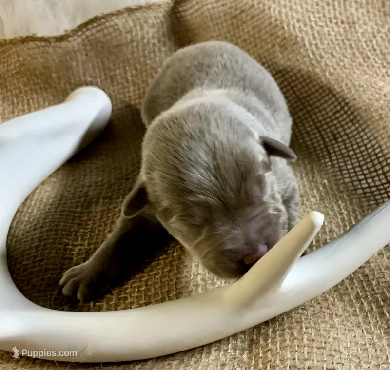 Bullet  – Labrador Retriever puppy for sale in Centralia, IL