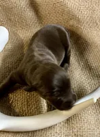 Sophi , a female Labrador Retriever for sale in Centralia, IL – 4 of 6