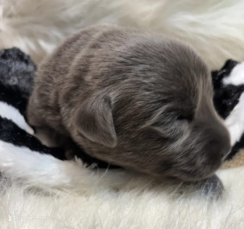 Kole – Labrador Retriever puppy for sale in Centralia, IL