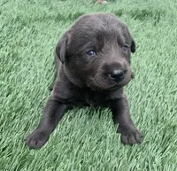 Coal , a male Labrador Retriever for sale in Centralia, IL – 6 of 6