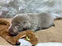 Magnum , a male Labrador Retriever for sale in Centralia, IL – 4 of 8