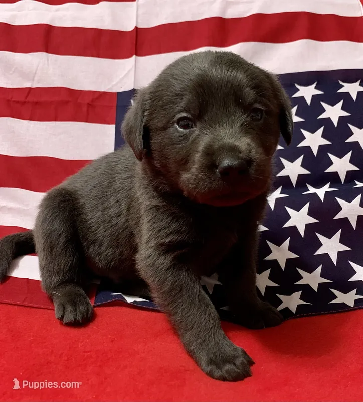 Coal  – Labrador Retriever puppy for sale in Centralia, IL
