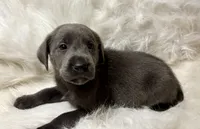 Kole , a male Labrador Retriever for sale in Centralia, IL – 2 of 6