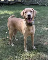 Stone, a male Labrador Retriever for sale in Centralia, IL – Photo 2 of 6
