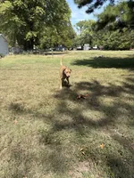 Stone, a male Labrador Retriever for sale in Centralia, IL – Photo 5 of 6
