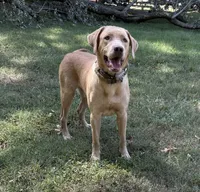 Stone, a male Labrador Retriever for sale in Centralia, IL – Photo 3 of 6