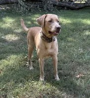 Stone, a male Labrador Retriever for sale in Centralia, IL – Photo 4 of 6