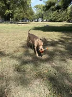 Stone, a male Labrador Retriever for sale in Centralia, IL – Photo 6 of 6