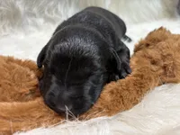 Charlie , a male Labrador Retriever for sale in Centralia, IL – 2 of 8