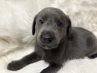 Kole , a male Labrador Retriever for sale in Centralia, IL – 6 of 6