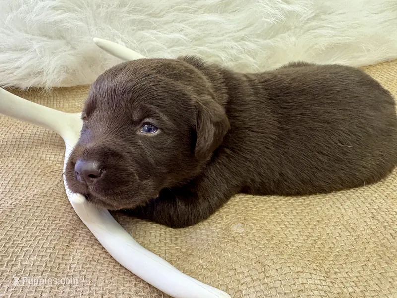 Bullet  – Labrador Retriever puppy for sale in Centralia, IL