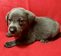Sofia , a female Labrador Retriever for sale in Centralia, IL – 5 of 7