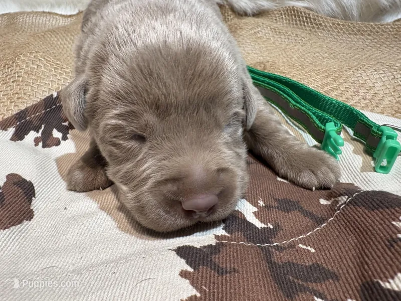 Gunner  – Labrador Retriever puppy for sale in Centralia, IL