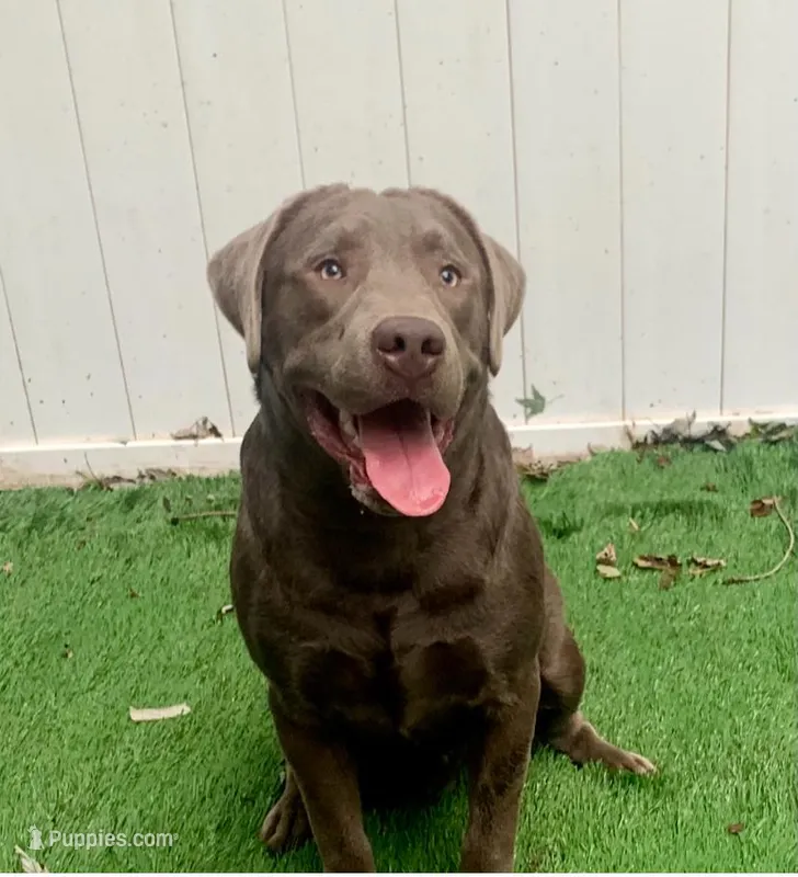 Gunner  – Labrador Retriever puppy for sale in Centralia, IL