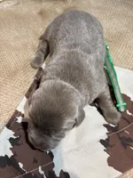 Gunner , a male Labrador Retriever for sale in Centralia, IL – Photo 3 of 7