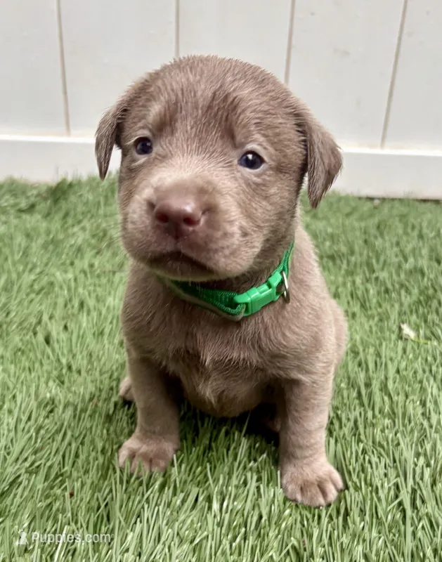 Gunner  – Labrador Retriever puppy for sale in Centralia, IL