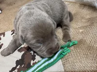 Gunner , a male Labrador Retriever for sale in Centralia, IL – Photo 4 of 7