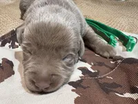 Gunner , a male Labrador Retriever for sale in Centralia, IL – Photo 2 of 7