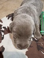 Gunner , a male Labrador Retriever for sale in Centralia, IL – Photo 5 of 7