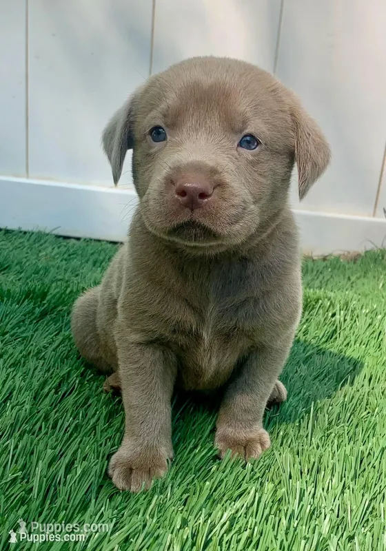 Gunner  – Labrador Retriever puppy for sale in Centralia, IL