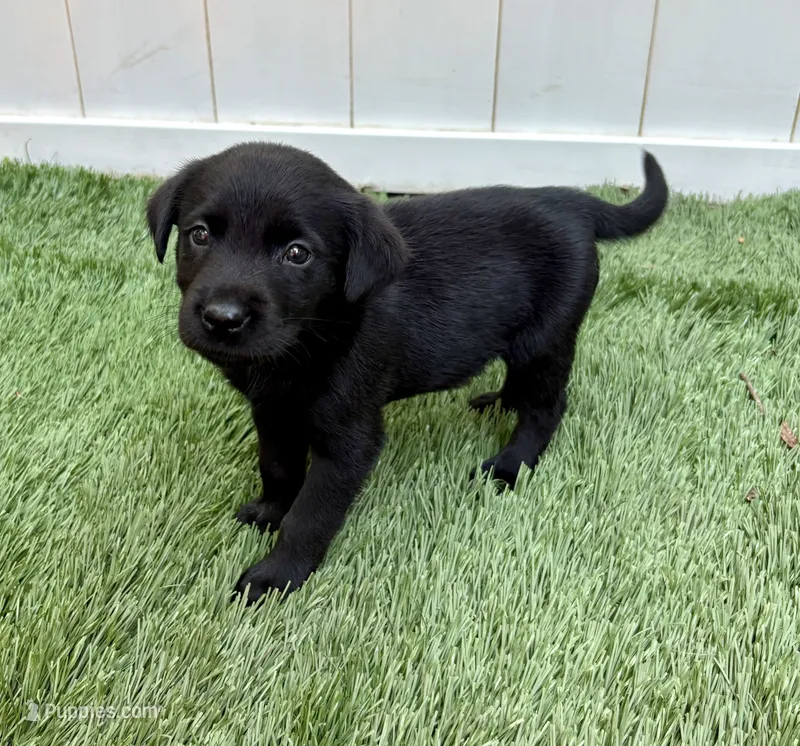 Ash  – Labrador Retriever puppy for sale in Centralia, IL