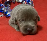 Prince , a male Labrador Retriever for sale in Centralia, IL – 1 of 6