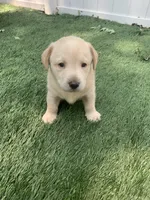 Sophia , a female Labrador Retriever for sale in Centralia, IL – 5 of 6