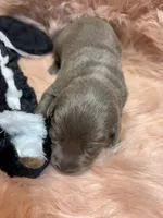 Remi , a female Labrador Retriever for sale in Centralia, IL – 3 of 5