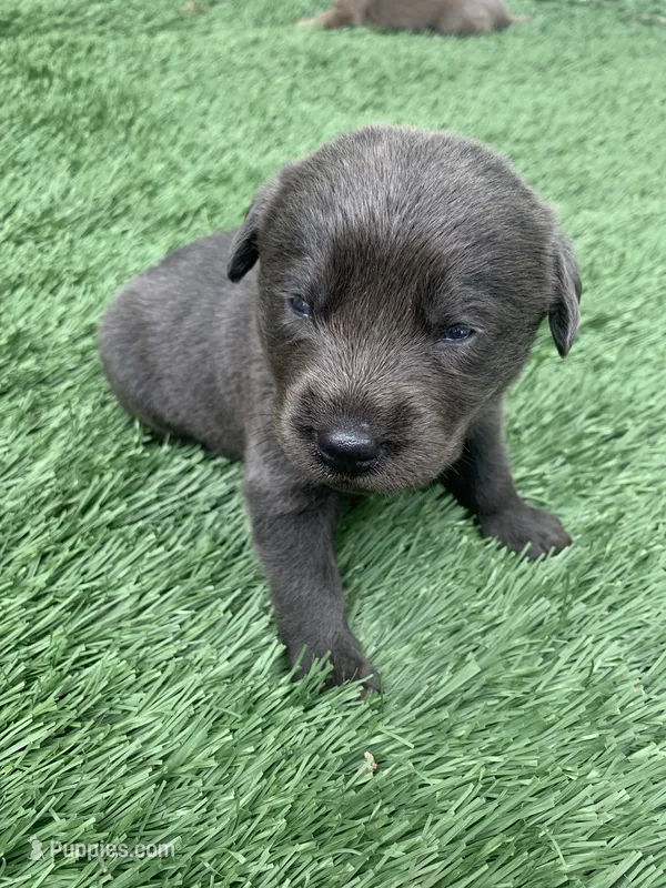 Rocky  – Labrador Retriever puppy for sale in Centralia, IL