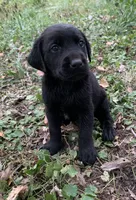 Buddy , a male Labrador Retriever for sale in Centralia, IL – 8 of 8