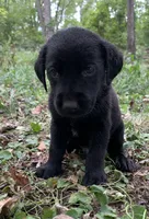 Buddy , a male Labrador Retriever for sale in Centralia, IL – 2 of 8