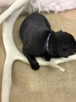 Ash , a male Labrador Retriever for sale in Centralia, IL – 7 of 7