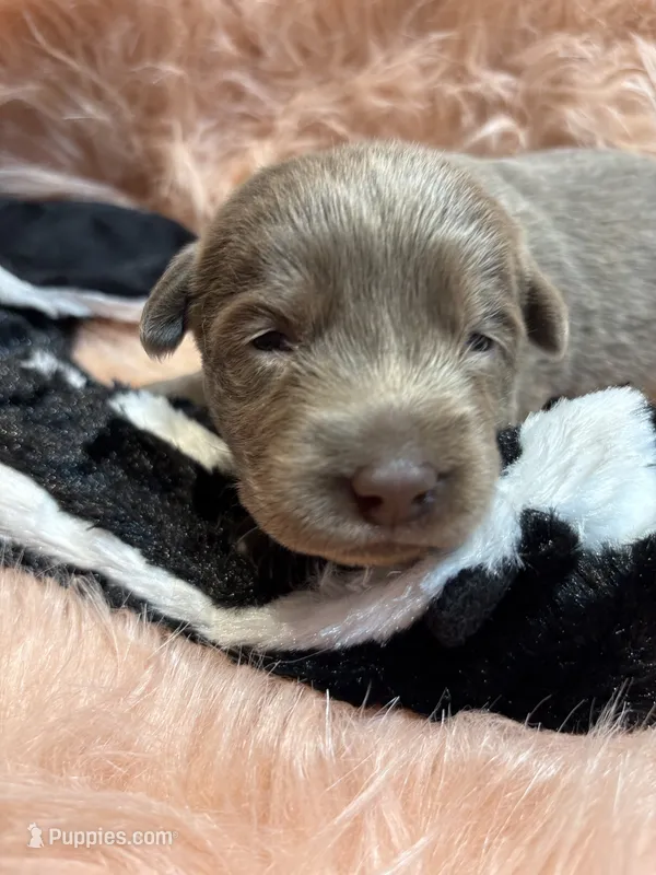 Bella  – Labrador Retriever puppy for sale in Centralia, IL