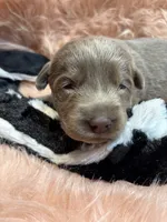 Bella , a female Labrador Retriever for sale in Centralia, IL – 1 of 7