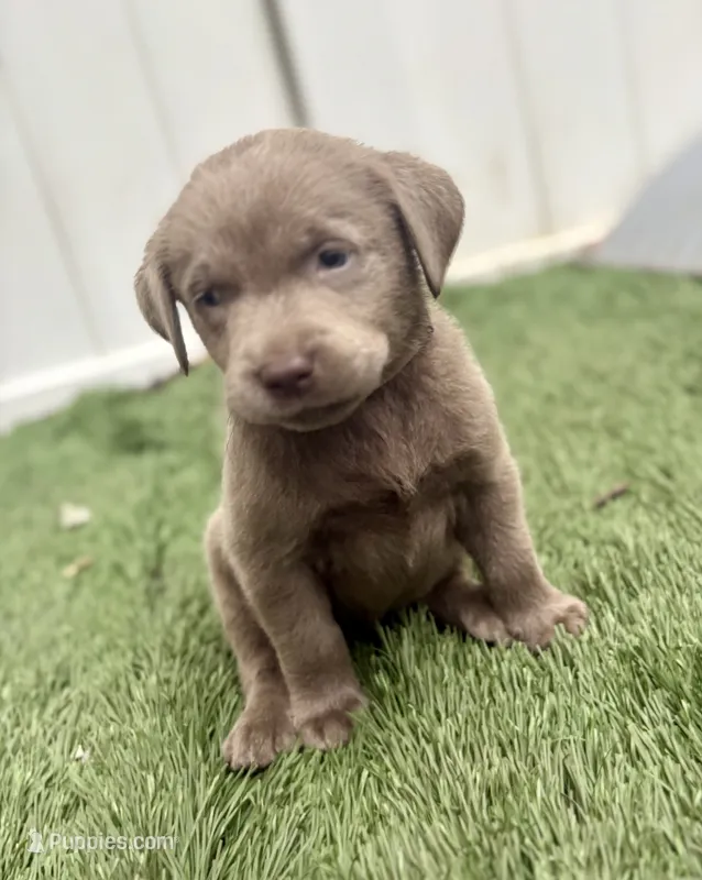 Prince  – Labrador Retriever puppy for sale in Centralia, IL