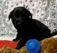 Sofia , a female Labrador Retriever for sale in Centralia, IL – 1 of 4