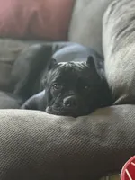 Bonnie, a female Cane Corso for sale in San Diego, CA – 3 of 10