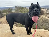 Bonnie, a female Cane Corso for sale in San Diego, CA – 7 of 10