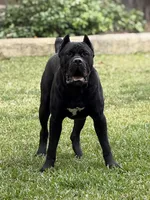 Clyde, a male Cane Corso for sale in San Diego, CA – 3 of 10