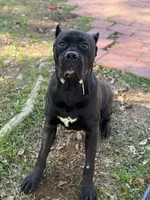 Clyde, a male Cane Corso for sale in San Diego, CA – 6 of 10