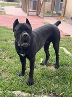Clyde, a male Cane Corso for sale in San Diego, CA – 4 of 10