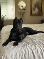 Bonnie, a female Cane Corso for sale in San Diego, CA – 2 of 10