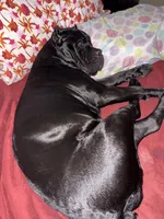 Bonnie, a female Cane Corso for sale in San Diego, CA – 9 of 10
