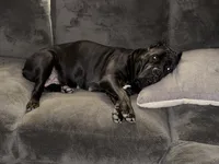 Bonnie, a female Cane Corso for sale in San Diego, CA – 5 of 10