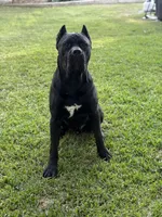 Clyde, a male Cane Corso for sale in San Diego, CA – 9 of 10