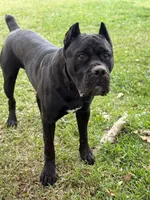 Clyde, a male Cane Corso for sale in San Diego, CA – 2 of 10