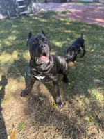 Clyde, a male Cane Corso for sale in San Diego, CA – 8 of 10