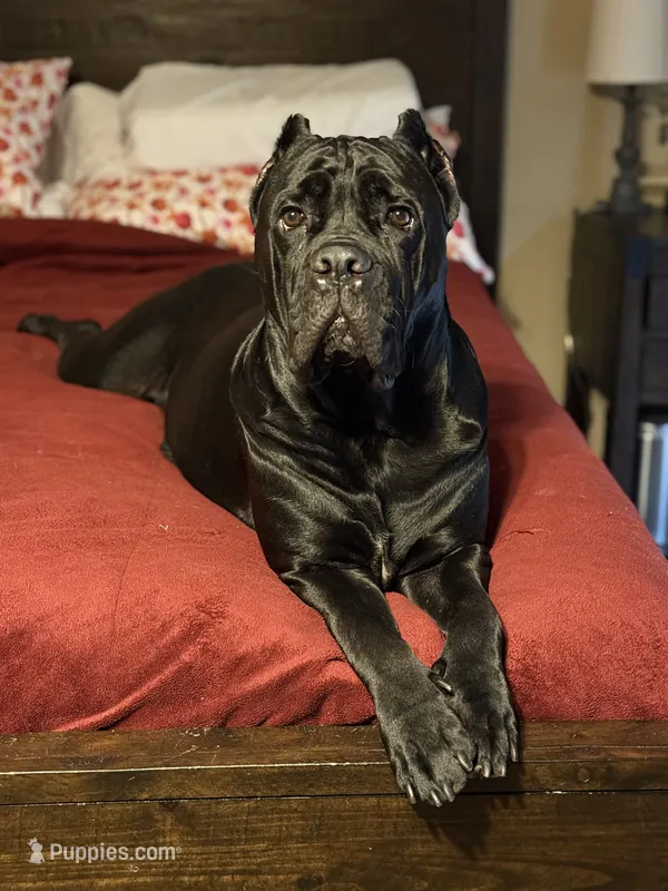 Bonnie – Cane Corso puppy for sale in San Diego, CA