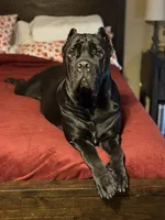 Bonnie, a female Cane Corso for sale in San Diego, CA – 1 of 10